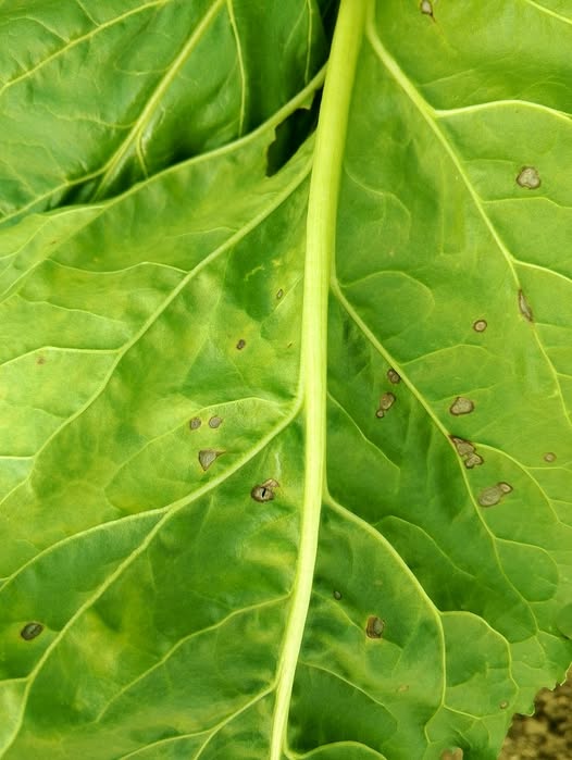 ارش اي لو سمحت